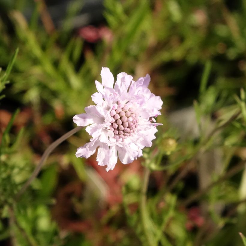 Scabiosa canescens (Flowering)