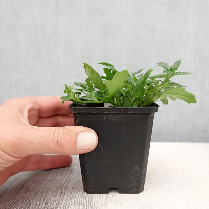 Scaevola Surdiva Blanc - Fleur éventail de fée - Pot de 10 cm/11cm sample as delivered in spring