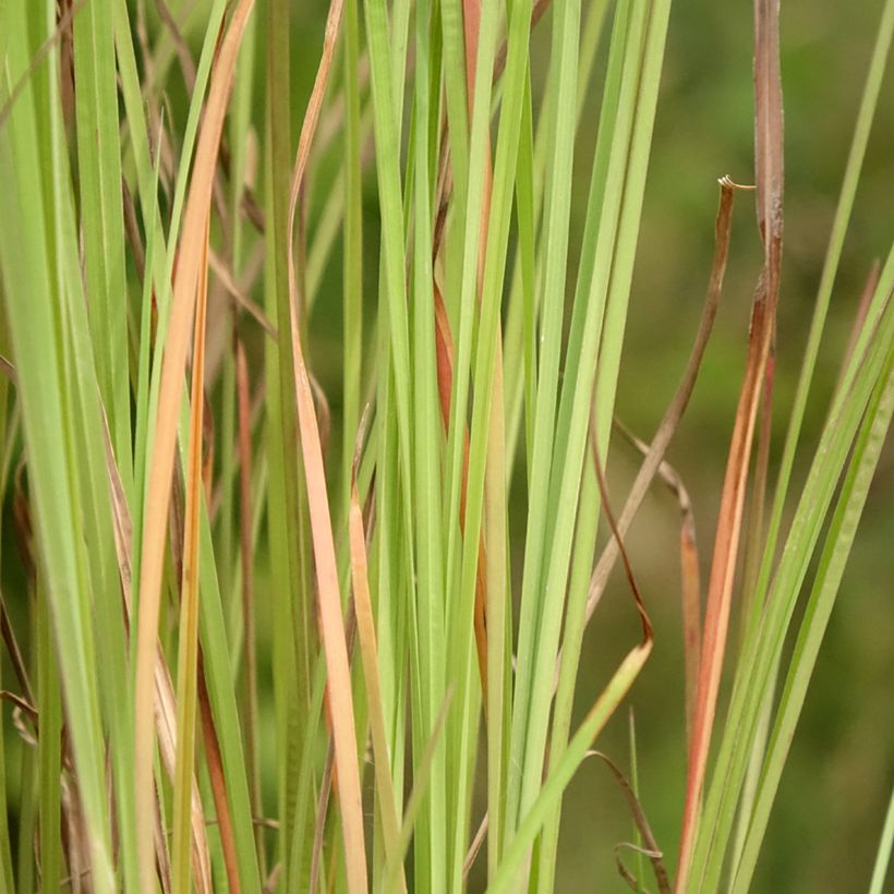 Schizachyrium scoparium Blaze (Foliage)