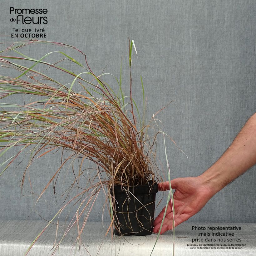 Schizachyrium scoparium Prairie Blues en pot de 2/3 litres sample as delivered in autumn