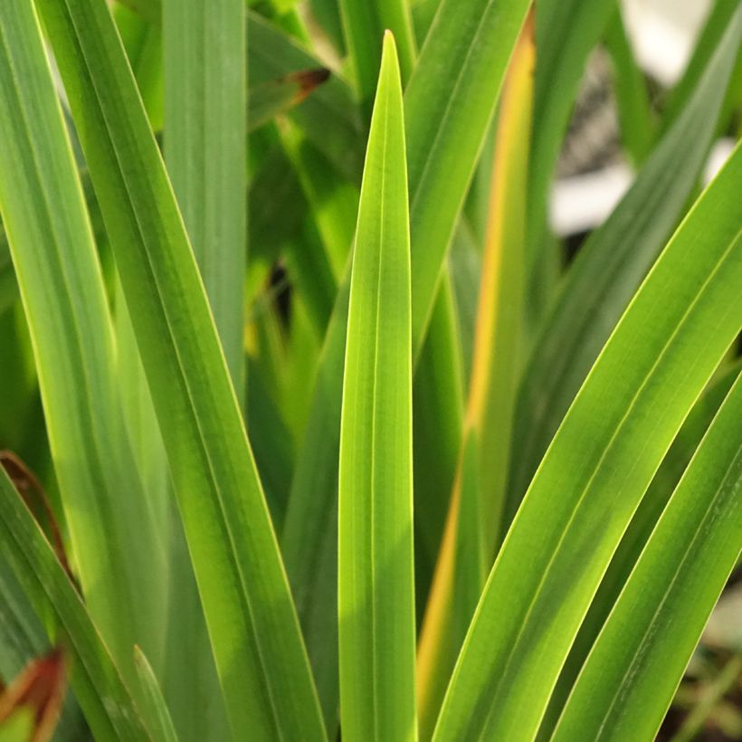 Schizostylis coccinea Rosea (Foliage)