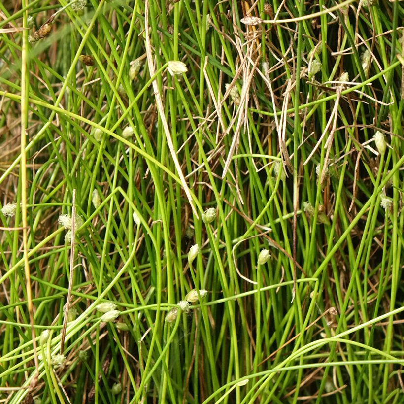 Scirpus cernuus - Fibre Optic Grass (Foliage)