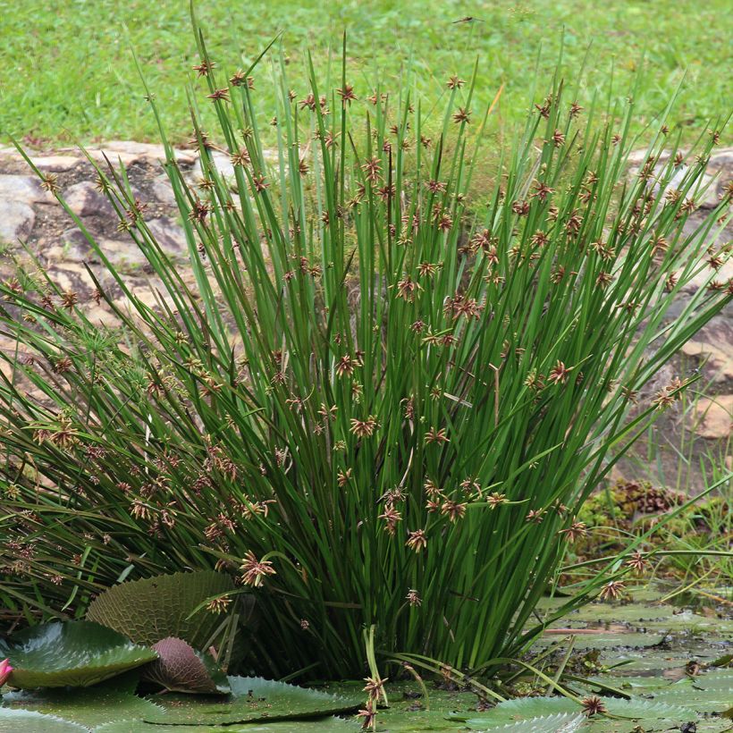 Scirpus mucronatus  (Plant habit)