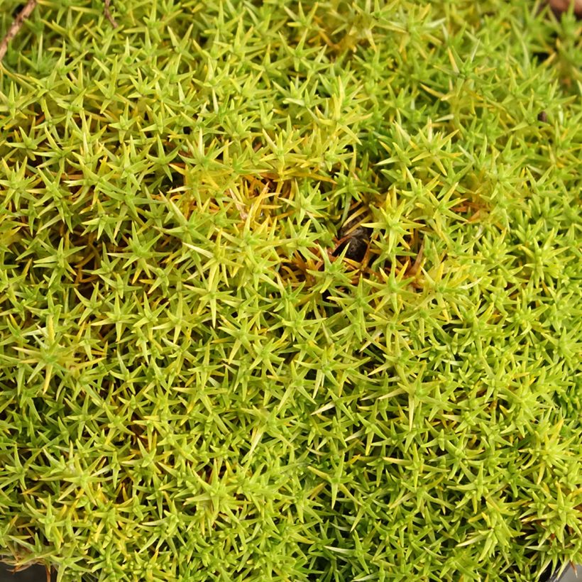 Scleranthus uniflorus (Foliage)