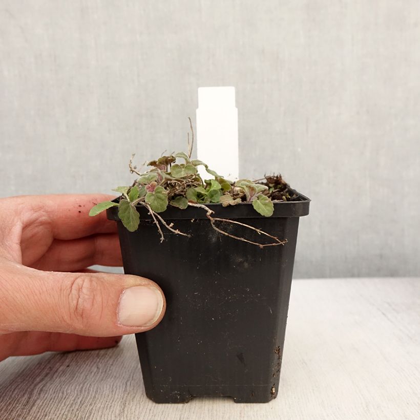 Scutellaria indica var. parviflora - Skullcap 8/9 cm pot sample as delivered in spring