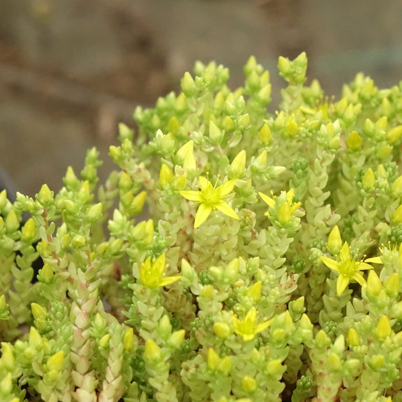 Sedum acre Yellow Queen - Stonecrop (Foliage)