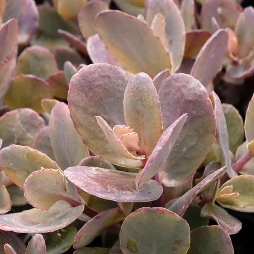 Sedum telephium Chocolate Cherry - Autumn Stonecrop (Foliage)