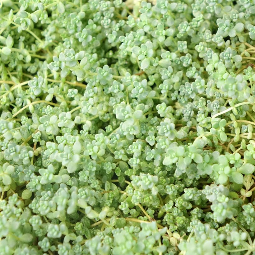 Sedum dasyphyllum - Stonecrop (Foliage)