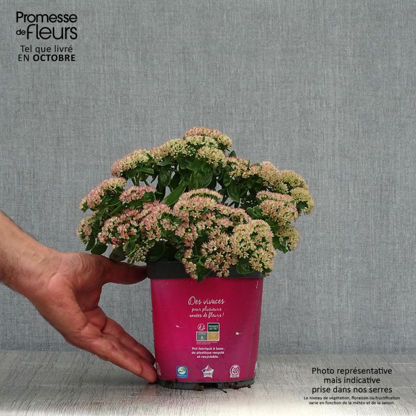 Sedum Herbstfreude ou Autumn Joy en pot de 2L/3L sample as delivered in autumn