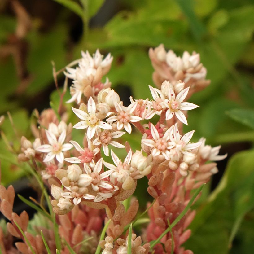 Sedum lydium Glaucum - Stonecrop (Flowering)