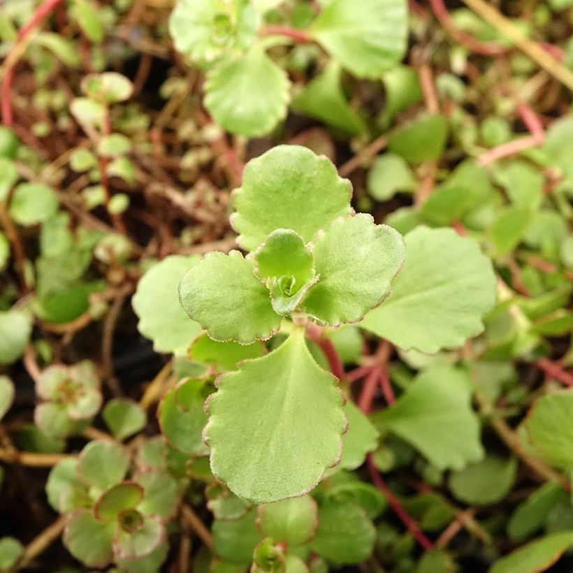 Sedum spurium Voodoo - Stonecrop (Foliage)