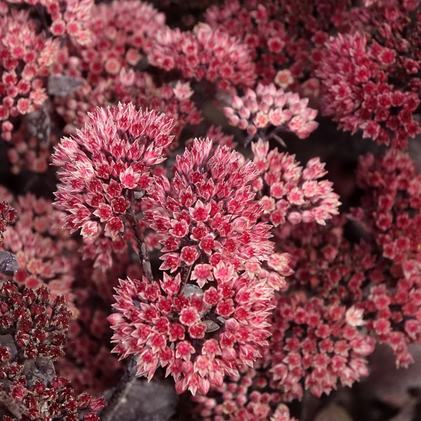 Sedum Bon Bon - Stonecrop (Flowering)