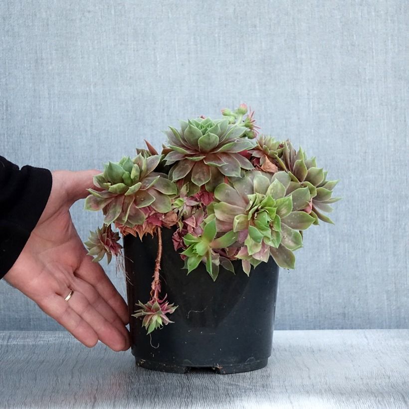 Sempervivum (BigSam series) Ruby Star - Joubarbe Pot de 3L/4L sample as delivered in autumn