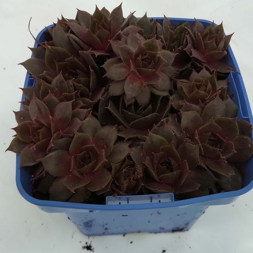 Example of Sempervivum Chick Charms Plum Parfait 10cm/11cm pot specimen as delivered