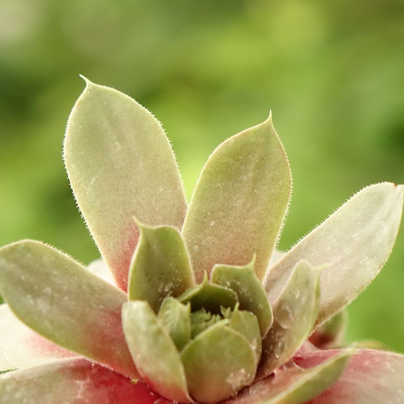 Sempervivum Commander Hay (Foliage)