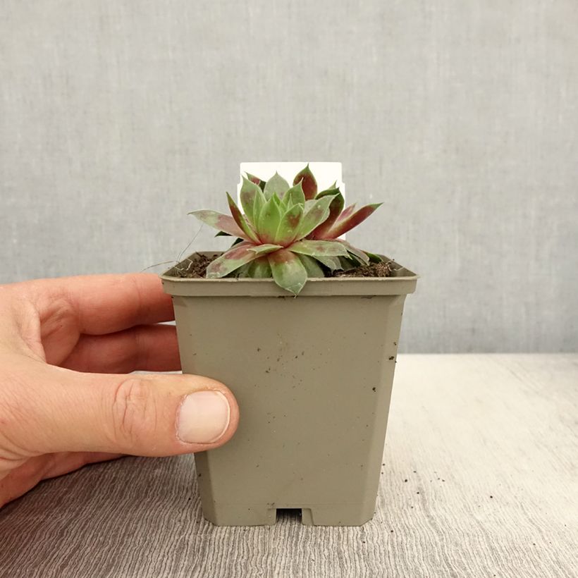 Sempervivum Gay Jester - Joubarbe hybride - Godet de 8/9 cm sample as delivered in spring