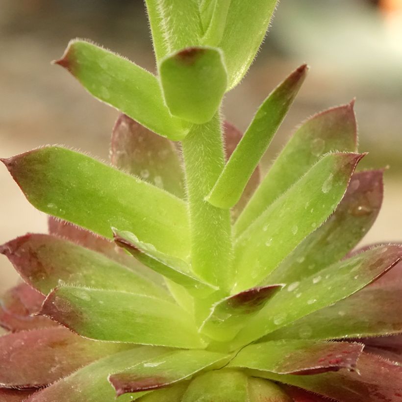 Sempervivum Granat (Foliage)