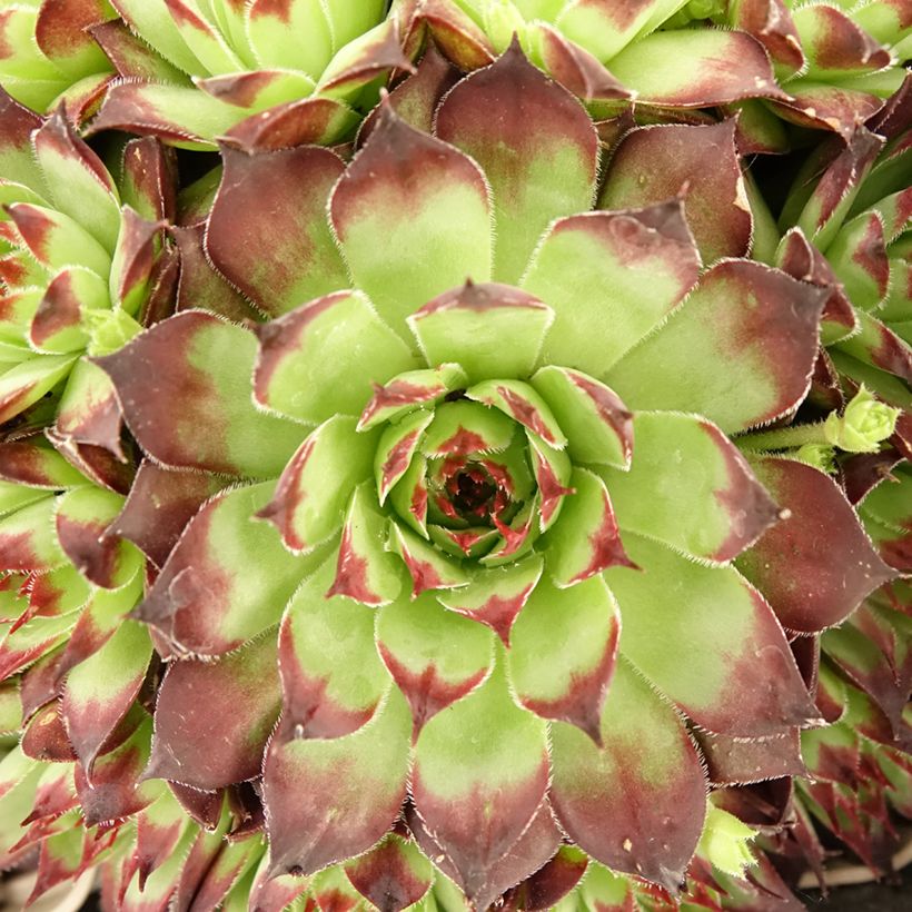 Sempervivum tectorum Black (Foliage)