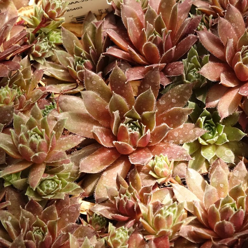 Sempervivum marmoreum Pilatus (Foliage)