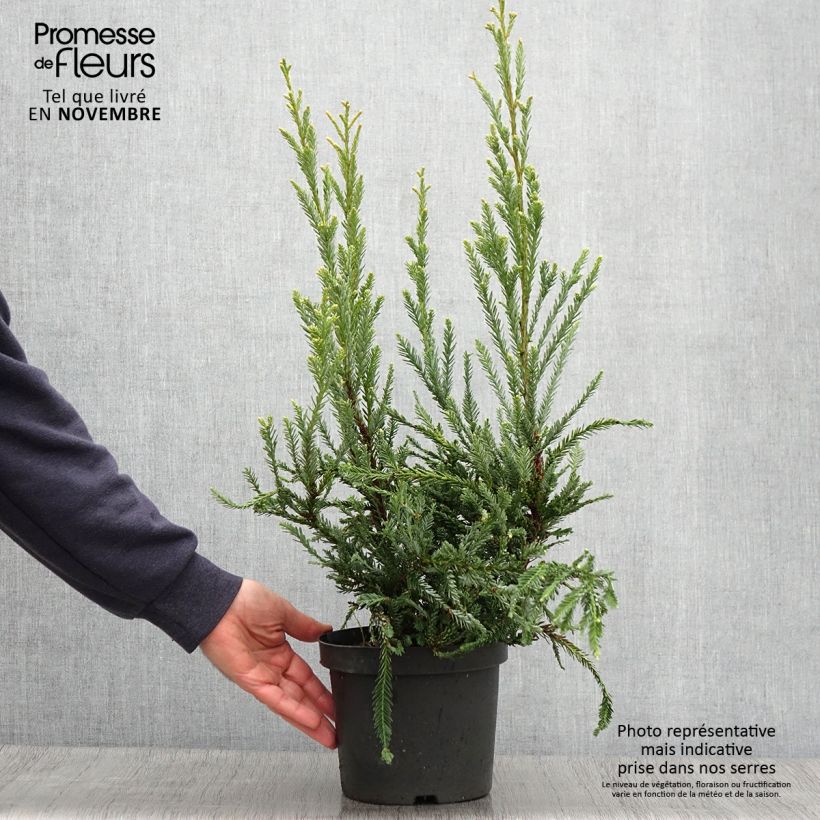 Sequoia sempervirens Adpressa - Séquoia nain Pot de 3L/4L sample as delivered in autumn