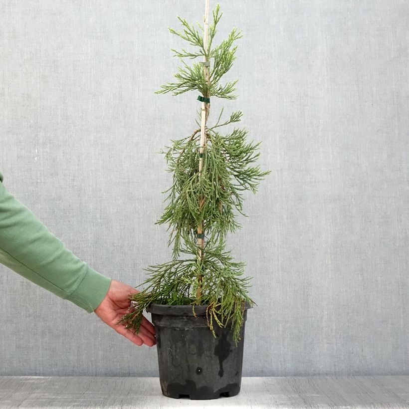 Sequoiadendron giganteum 'Pendulum' 4L/5L potShipped height around 50/60cm sample as delivered in summer