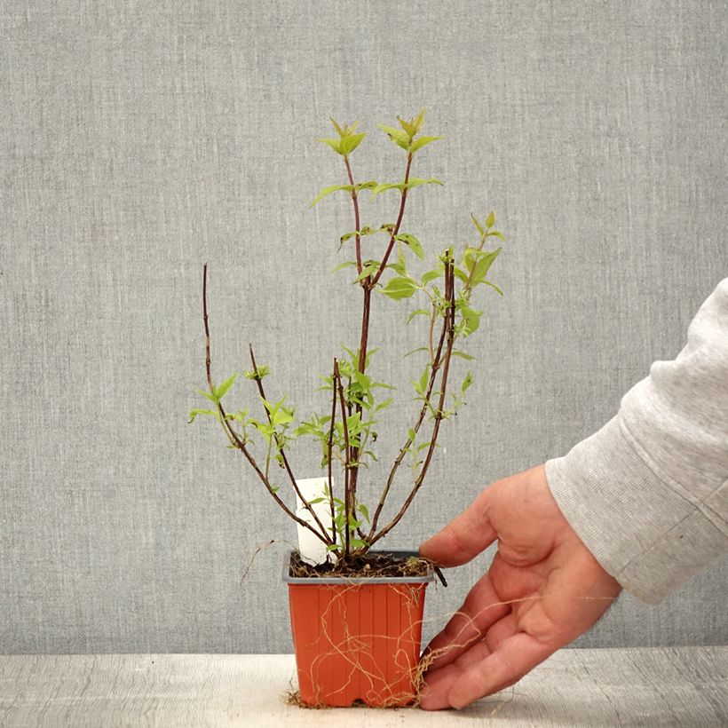 Philadelphus lemoinei - Mock Orange 8/9 cm pot sample as delivered in spring