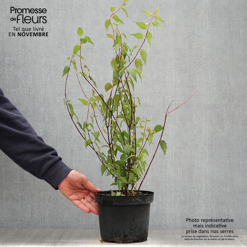 Seringat de Lemoine - Philadelphus Lemoinei Pot de 3L/4L sample as delivered in autumn