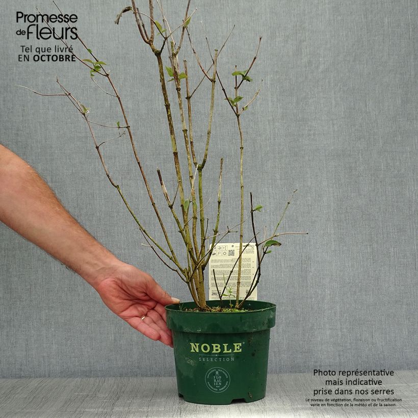 Seringat des jardins - Philadelphus Starbright Pot de 3L/4L sample as delivered in autumn