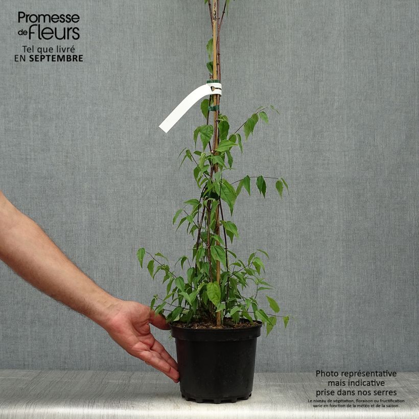 Seringat du Mexique - Philadelphus mexicanus - Pot de 3L/4L sample as delivered in autumn