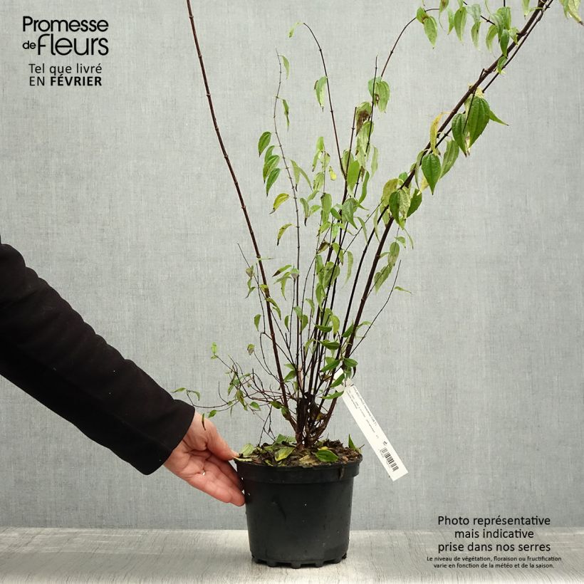 Seringat du Mexique - Philadelphus mexicanus - Pot de 3L/4L sample as delivered in winter