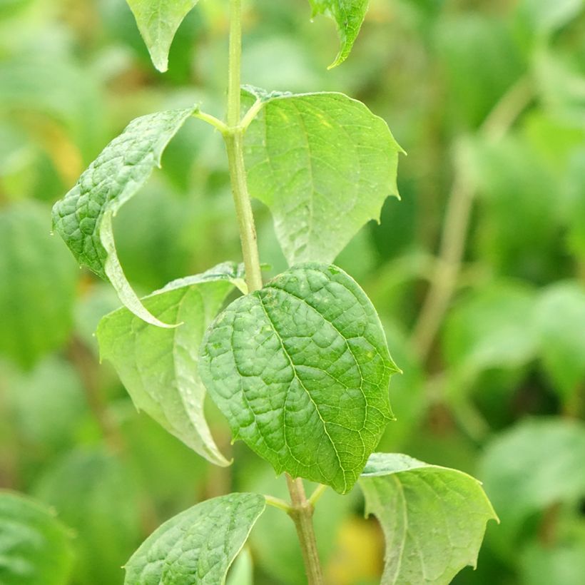 Philadelphus  Beauclerk (Foliage)