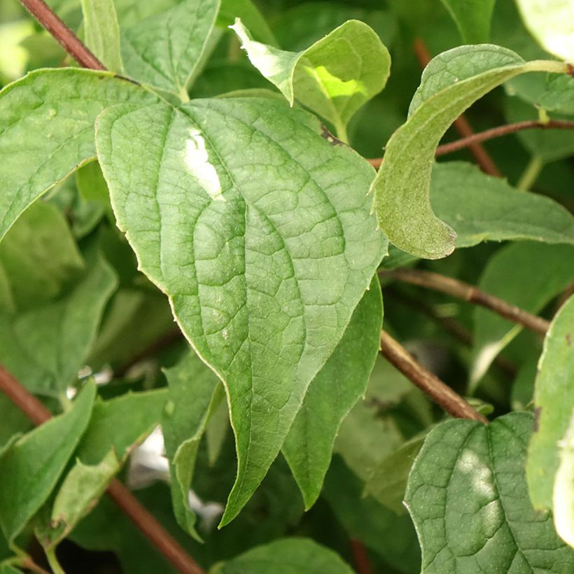 Philadelphus  Beauclerk (Foliage)