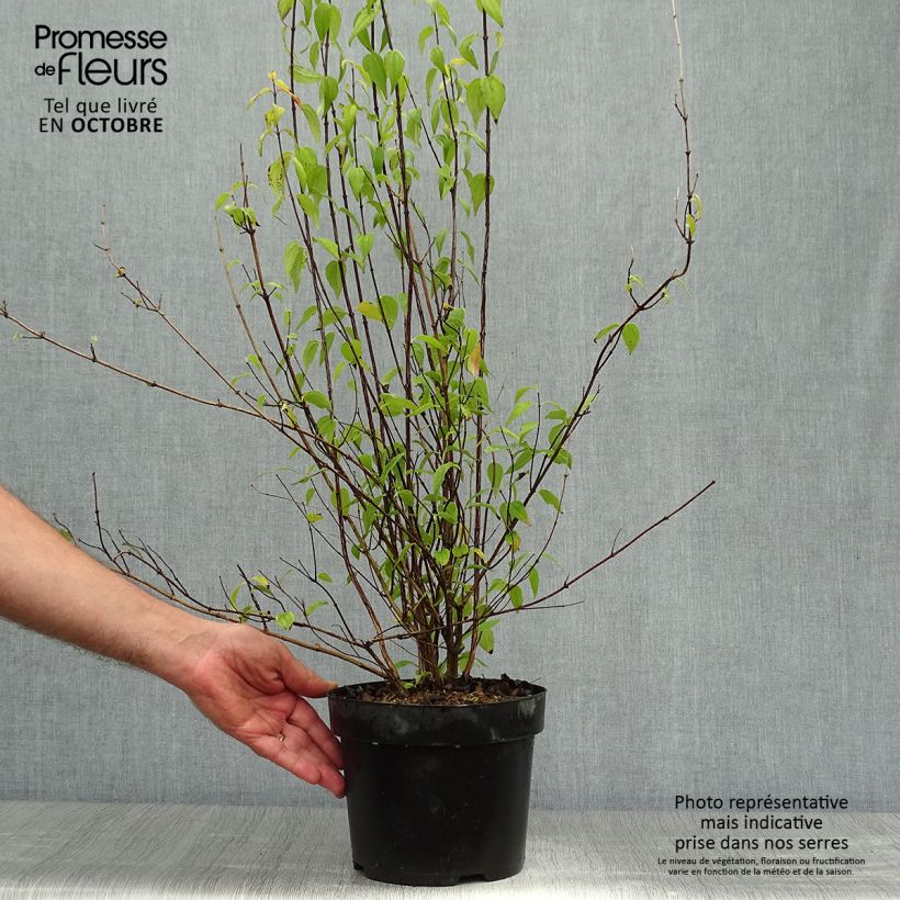 Seringat - Philadelphus polyanthus Mont Blanc Pot de 3L/4L sample as delivered in autumn