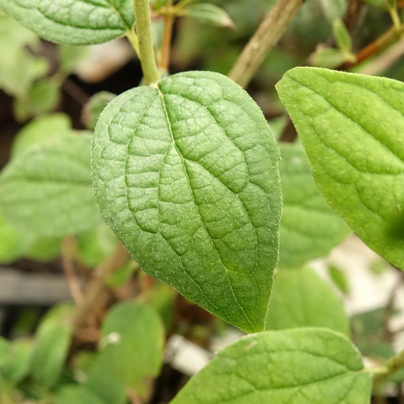 Philadelphus Snowbelle - Mock Orange (Foliage)