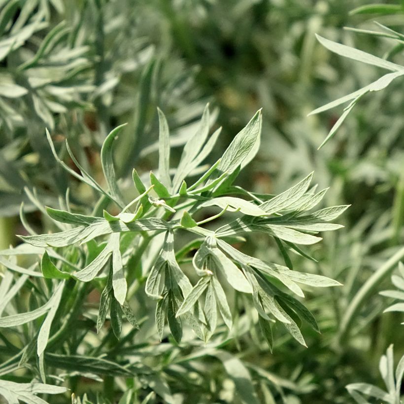 Seseli gummiferum  (Foliage)