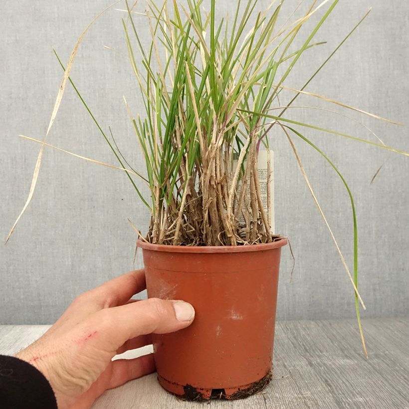 Sesleria argentea - Seslérie argentée Pot de 1L/1.5L sample as delivered in spring