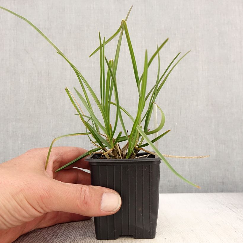 Sesleria sadleriana  sample as delivered in spring