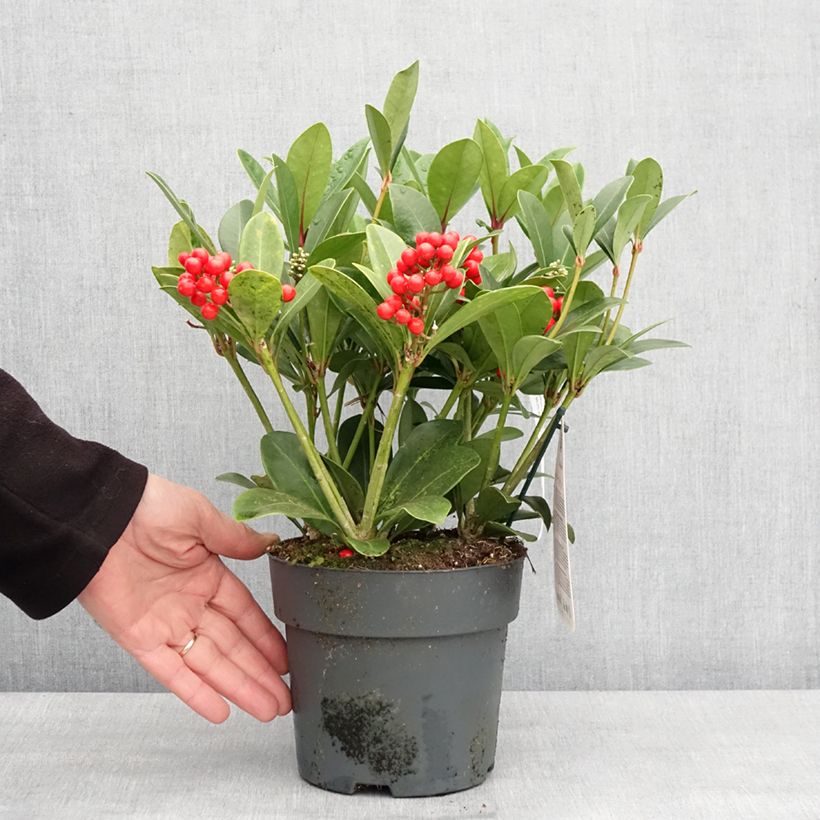 Skimmia japonica Temptation - Japanese Skimmia 2L/3L potShipped height around 25/30cm sample as delivered in winter