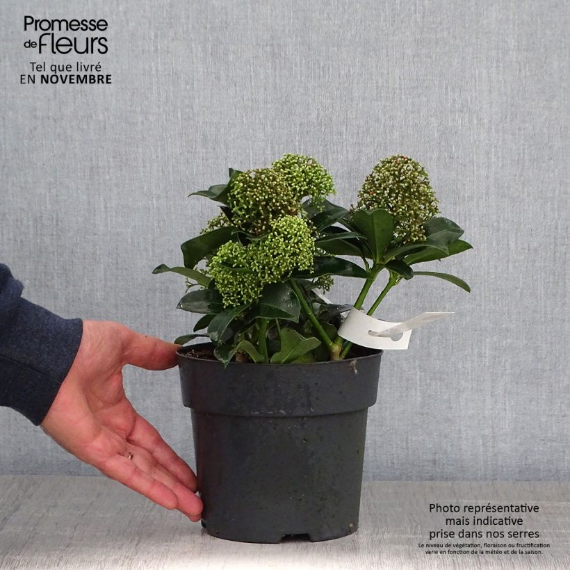 Skimmia japonica Fragrant Cloud Pot de 2L sample as delivered in autumn