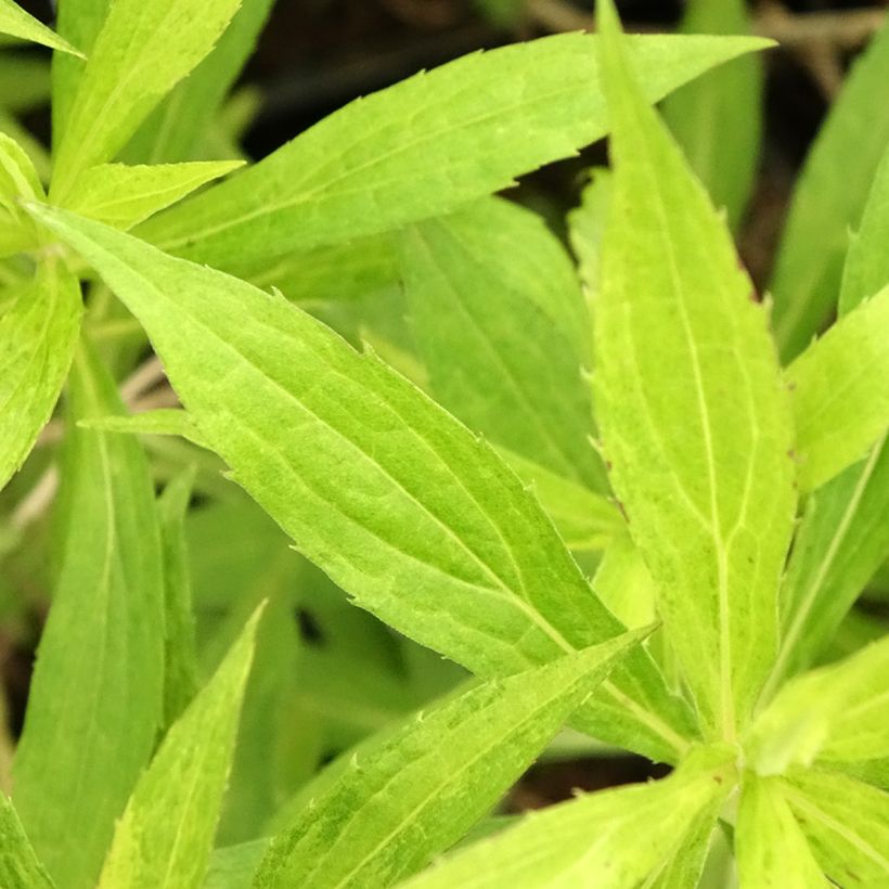 Solidago Goldenmosa (Foliage)