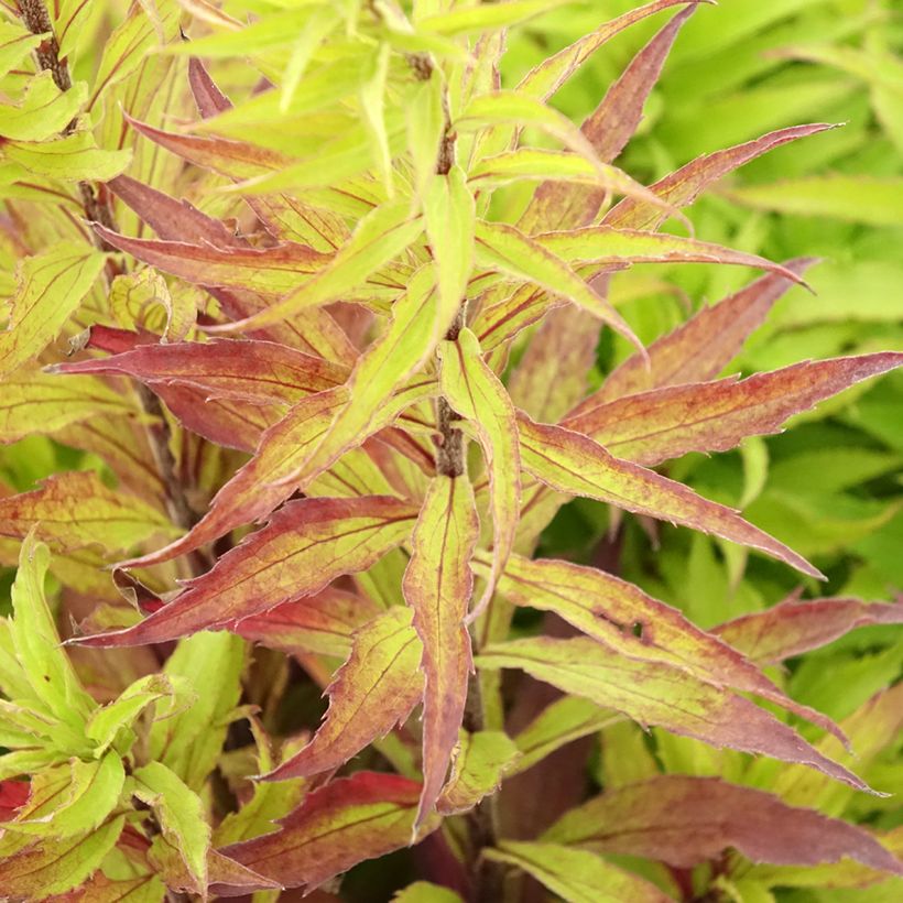 Solidago Spatgold (Foliage)