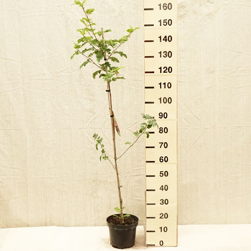 Crataegosorbus Grananatnaja 4L/5L potShipped height around 120/140cm sample as delivered in spring