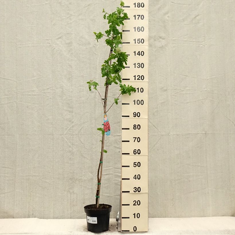 Sorbaronia Titan 4L/5L potShipped height around 100/120cm sample as delivered in spring