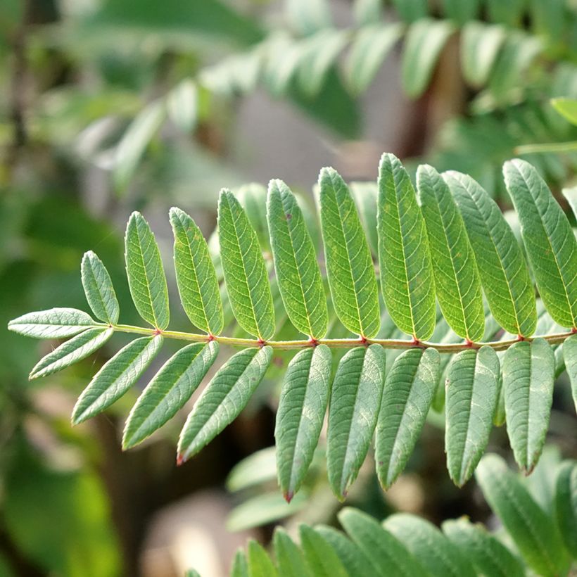 Sorbus scalaris (Foliage)