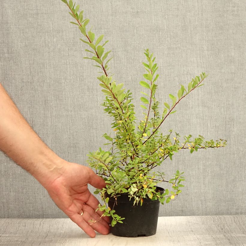 Spiraea arguta - Spirée blanche en pot de 1L/1,5L sample as delivered in summer