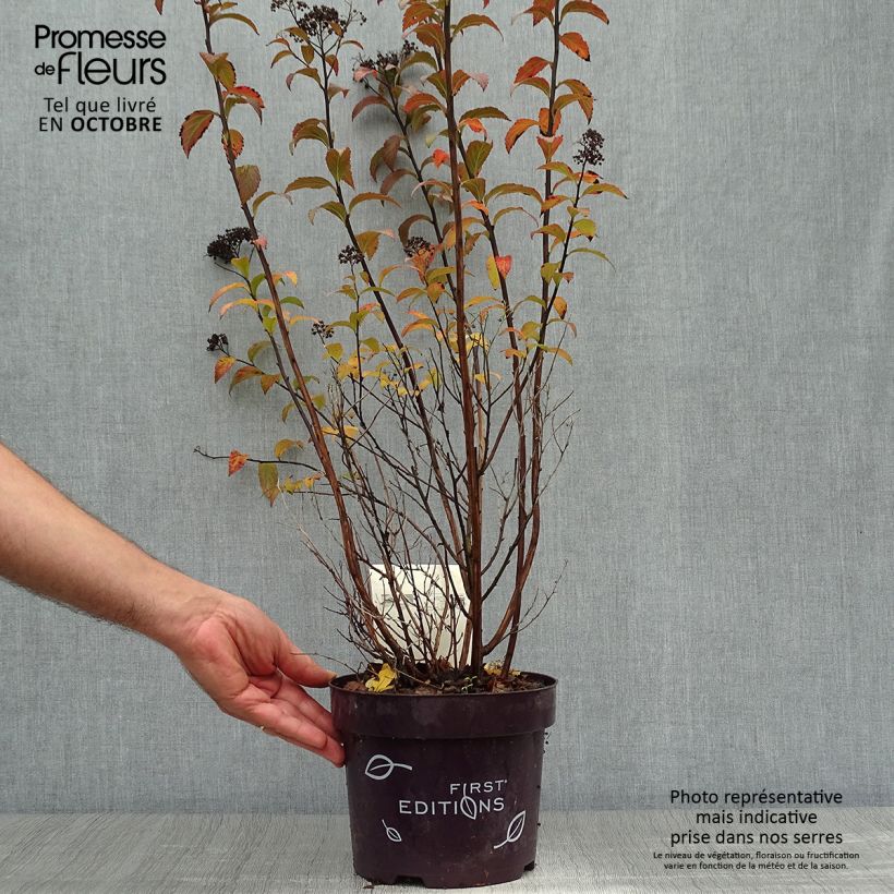 Spiraea bumalda Superstar - Spirée japonaise Pot de 3L/4L sample as delivered in autumn