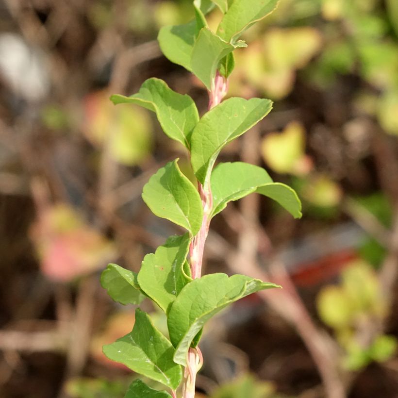 Spiraea nipponica June Bride (Foliage)