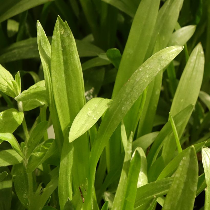 Spiranthes Cernua var odorata - Chadds Ford (Foliage)