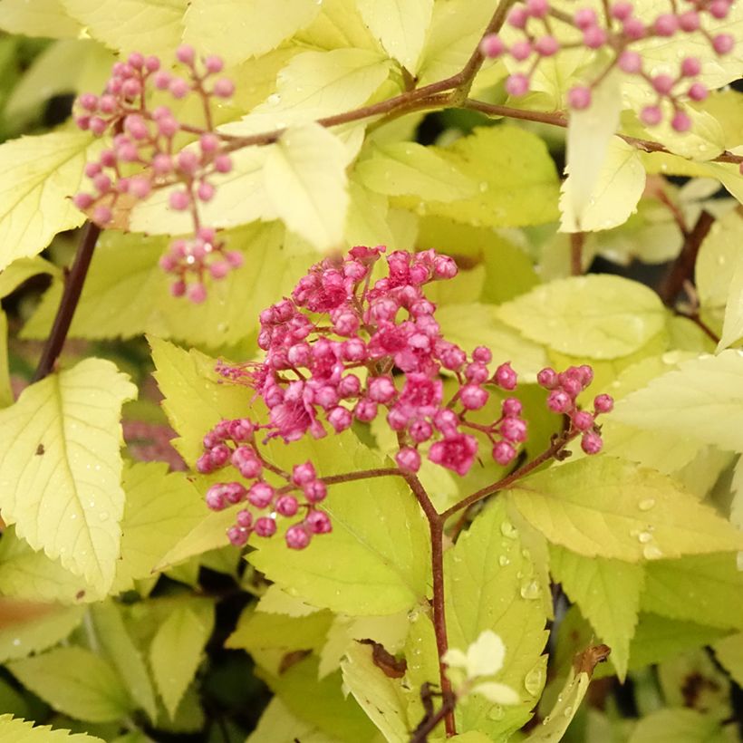 Spiraea japonica Candlelight (Flowering)