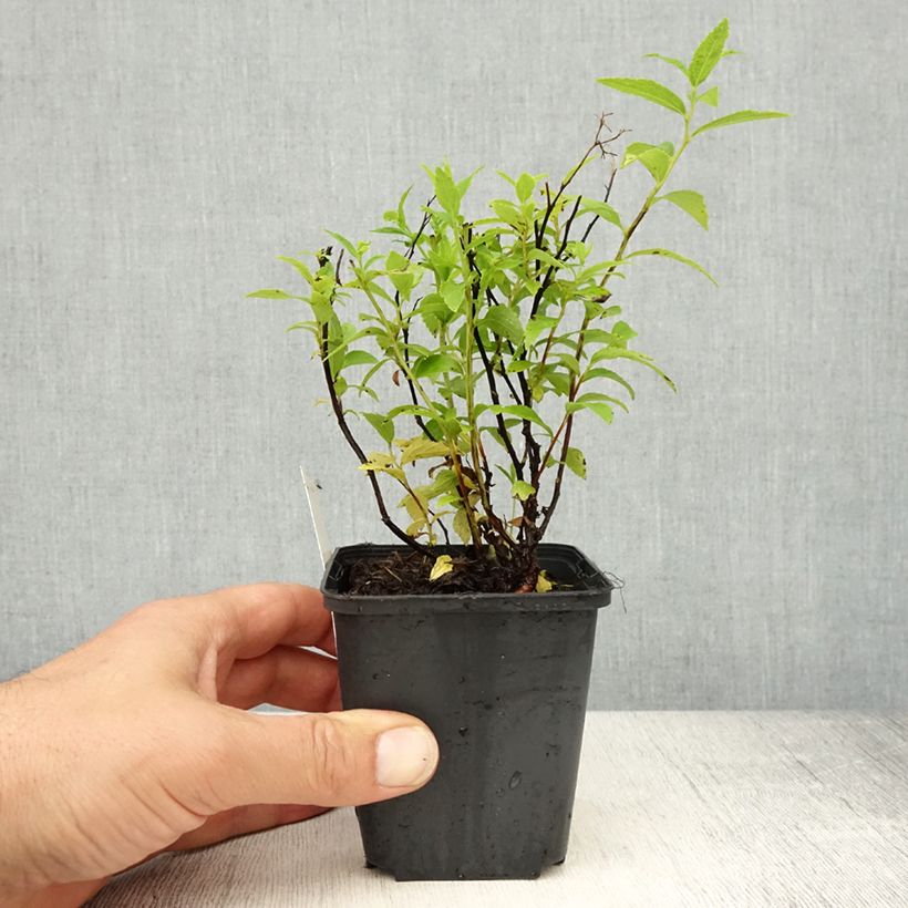 Spiraea japonica Albiflora 8/9 cm pot sample as delivered in spring